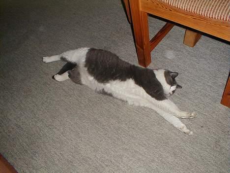 Blanding af racer Knirke billede 14