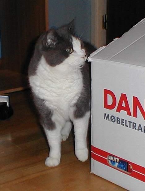 Blanding af racer Knirke billede 15