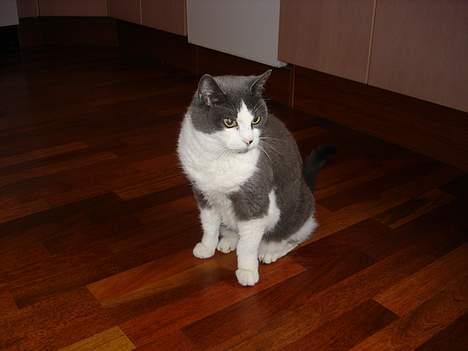 Blanding af racer Knirke billede 16