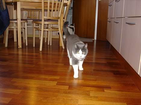 Blanding af racer Knirke billede 17