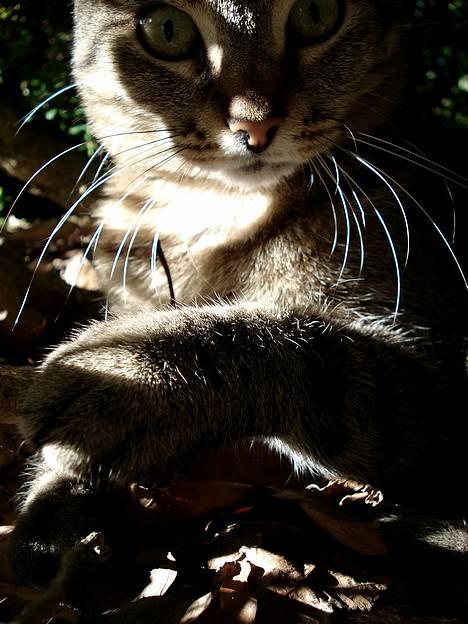 Blanding af racer MisMis *Prinsessen* billede 10