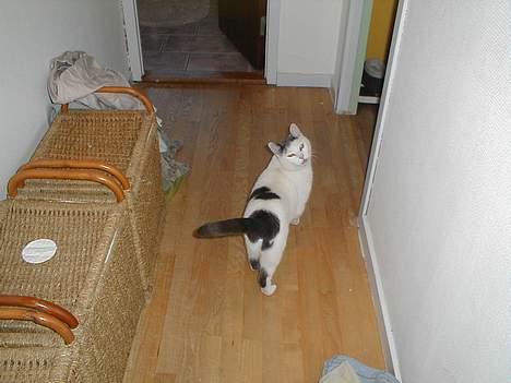 Blanding af racer Pjevs billede 14