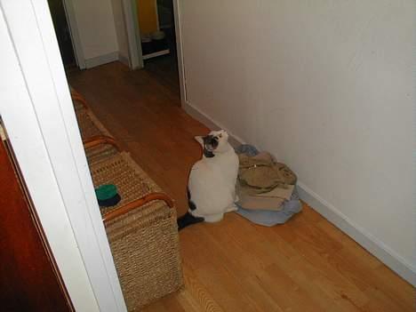 Blanding af racer Pjevs billede 15