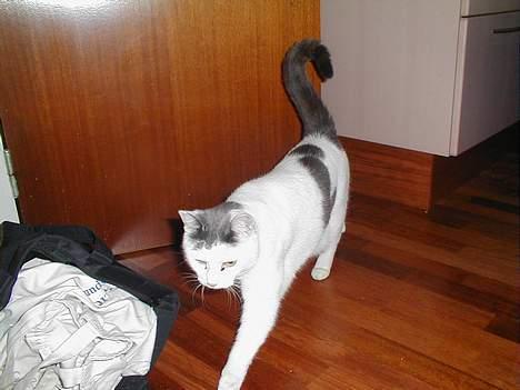 Blanding af racer Pjevs billede 16