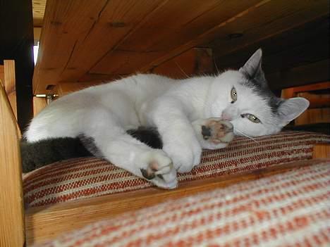 Blanding af racer Pjevs billede 17