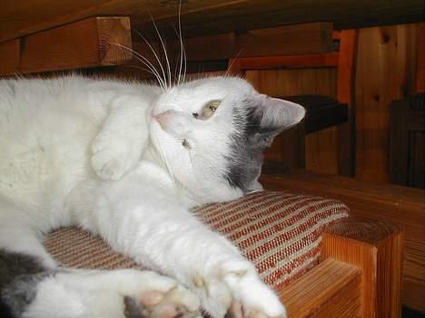 Blanding af racer Pjevs billede 18