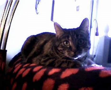 Huskat Disney - er du ikk snart færdig med at tage billeder?? billede 3