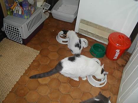 Blanding af racer Pjevs billede 19