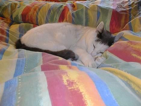 Blanding af racer Pjevs billede 20