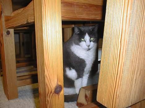 Blanding af racer Knirke billede 18