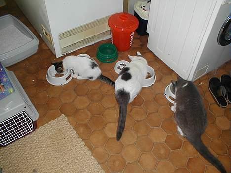 Blanding af racer Knirke billede 19