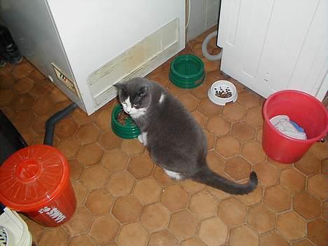 Blanding af racer Knirke billede 20