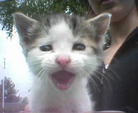 Blanding af racer Shiva - Shiva som lille bitte killing. Billedet er taget før jeg fik ham.  billede 13