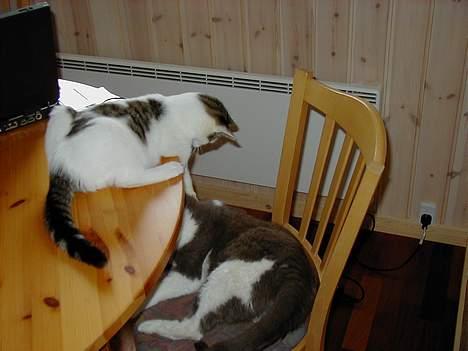 Blanding af racer Shiva billede 14