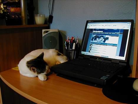 Blanding af racer Shiva - Jaja, Shiva er med til at finde ud af hvilke billeder der skal på dyregalleriet... Nogle gange bliver han bare lidt træt, hehe! billede 15