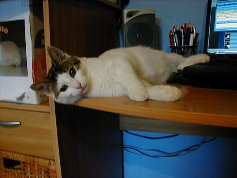 Blanding af racer Shiva billede 16