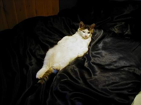 Blanding af racer Shiva billede 17