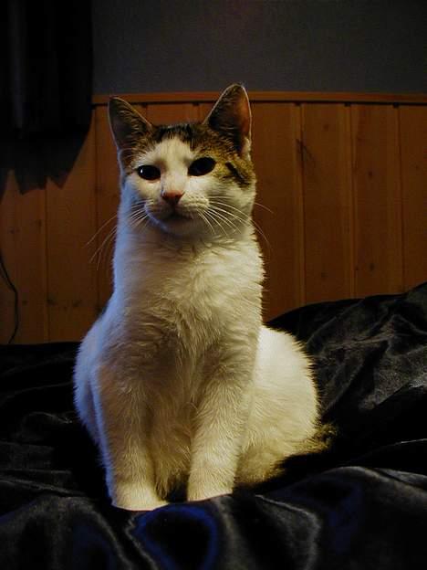 Blanding af racer Shiva billede 18