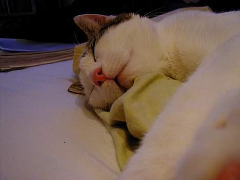 Blanding af racer Shiva billede 19