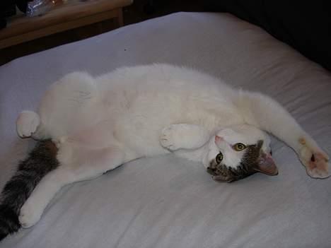 Blanding af racer Shiva billede 20