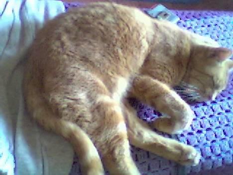 Blanding af racer Miv R.I.P 15/6.06 <3<3 billede 9