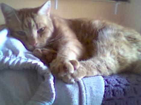 Blanding af racer Miv R.I.P 15/6.06 <3<3 billede 10