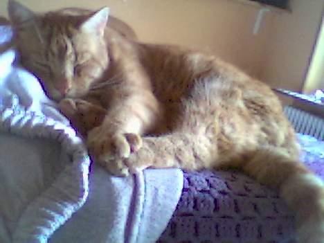 Blanding af racer Miv R.I.P 15/6.06 <3<3 billede 11