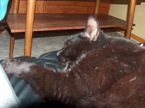 Blanding af racer Sortmis (Død) - Man blev vist træt (: billede 5