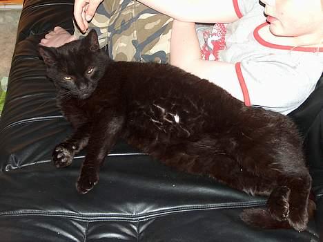 Blanding af racer Sortmis (Død) - Er min mave ikk flot??? billede 6