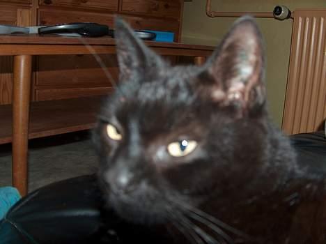 Blanding af racer Sortmis (Død) - Hvad er det??? billede 7