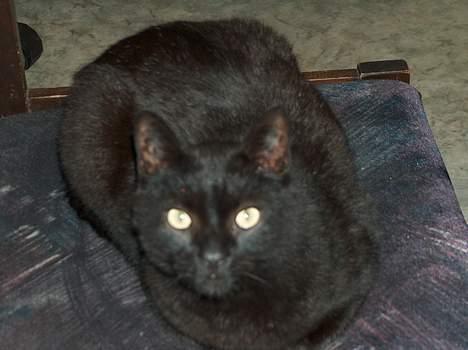 Blanding af racer Sortmis (Død) - heeej! billede 8