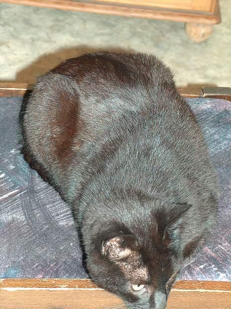 Blanding af racer Sortmis (Død) - Er der en henne og spise min mad??? billede 9