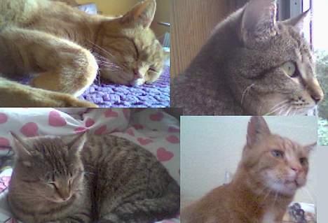 Blanding af racer Miv R.I.P 15/6.06 <3<3 - Bror og søster... billede 12