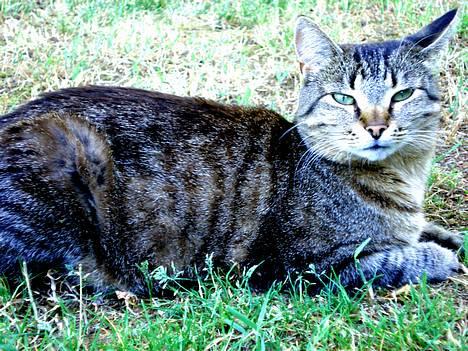 Blanding af racer MisMis *Prinsessen* billede 11