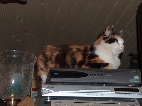 Blanding af racer Slejser - Katten har valgt at placere sig på vores video-maskine o.s.v ! (: Sikkert dejligt varmt billede 8