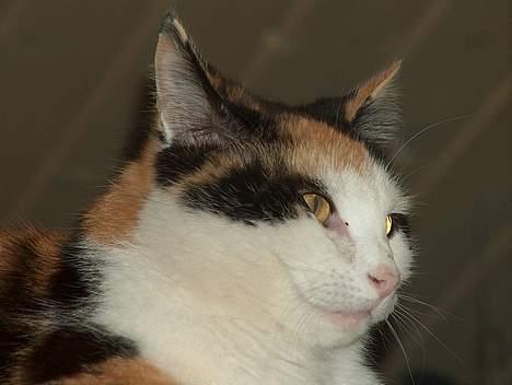 Blanding af racer Slejser - Smule fornærmet måske? billede 9