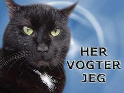 Blanding af racer zoro - her er min pofil og jeg vogter over den billede 1