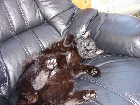 Blanding af racer zoro - ahhh....hjæp... billede 2