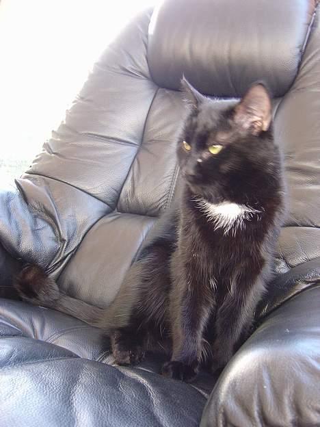 Blanding af racer zoro - dejlig zoro er han dejlig ????? ja det er han <3333333 billede 3