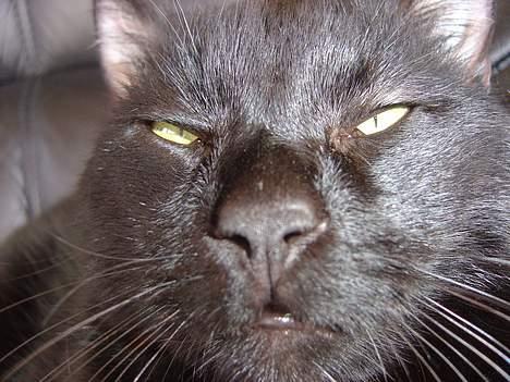 Blanding af racer zoro billede 4