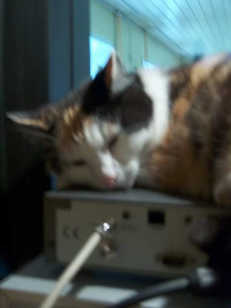 Blanding af racer Slejser - Kom til a vække hende, ups! :D billede 10