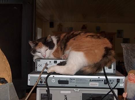 Blanding af racer Slejser - Så ligger hun godt billede 11