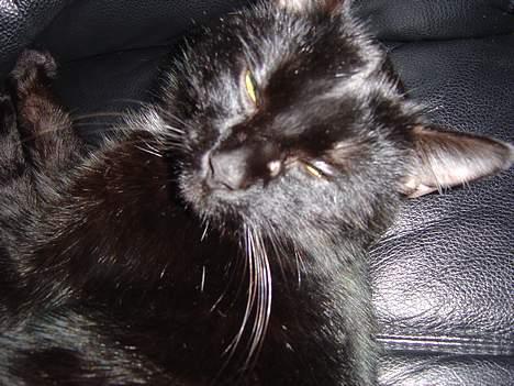 Blanding af racer zoro billede 5