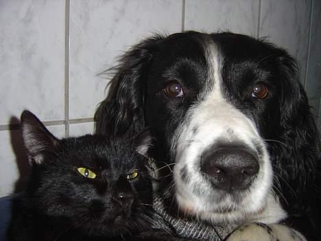 Blanding af racer zoro - lige zoro og futte ............er de ikk søde ?? jo,.......................................... billede 6