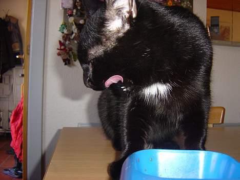 Blanding af racer zoro - muuuuuuuuuuu....det smager godt billede 7