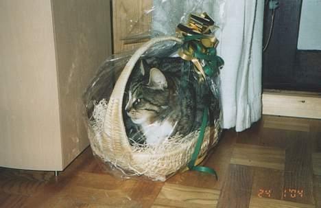 Blanding af racer Tigermis - Hmm... Hvor blev den flaske vin der lå i kurven af??? billede 9