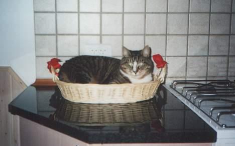 Blanding af racer Tigermis - Julekat i julekurv. billede 10