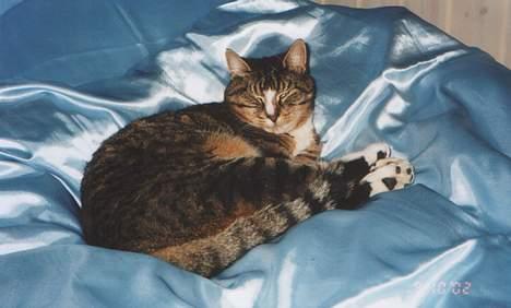 Blanding af racer Tigermis - Tigermis svæver på en lyseblå sky...  billede 11