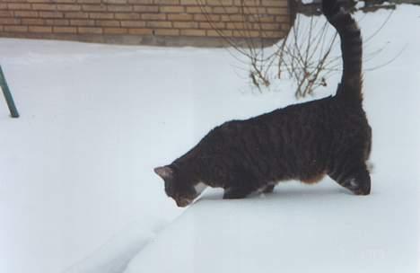 Blanding af racer Tigermis - Tigermis i sneen. Hvem ville tro at hun faktisk synes at det er sjovt at gå rundt i sne, der næsten går hende til maven.  billede 13