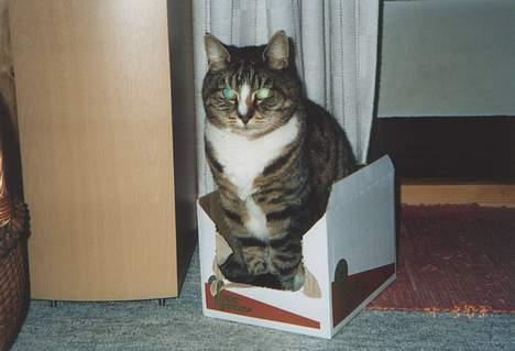 Blanding af racer Tigermis - Katten i hatten... eller var det kassen??? billede 14